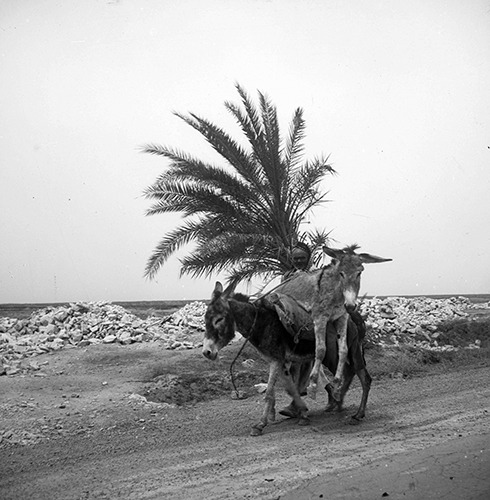 Milli Esel transportiert Esel. Syrien, 1956. Foto Milli Bau. Sammlung Weltkulturen Museum, Frankfurt am Main