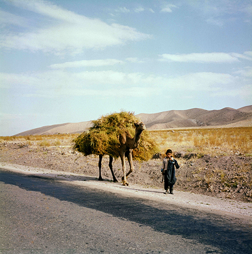 Milli Kind führt mit Heu beladenee Kamel, Afghanistan, 1956. Foto Milli Bau. Sammlung Weltkulturen Museum, Frankfurt am Main