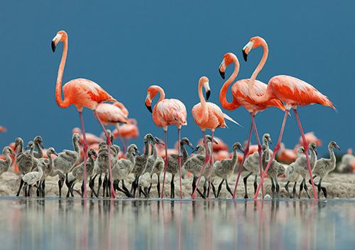 Flamingos 6879_8 web