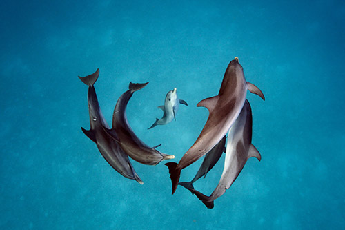 Vital 1 Brian Skerry. Spotted Dolphins