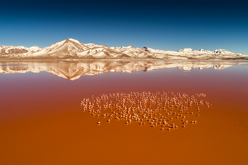 MM Laguna Colorada in Bolivien
