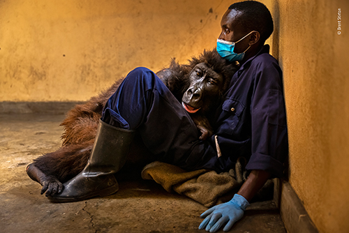 Muenster Brent Stirton, Ndakasis Abschied, Wildlife Photographer of the Year