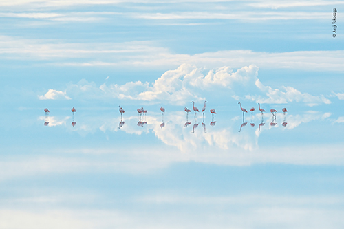 Muenster Junji Takasago, Himmlische Flamingos, Wildlife Photographer of the Year