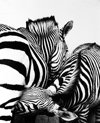 Tho Zebras-14 Kopie 3