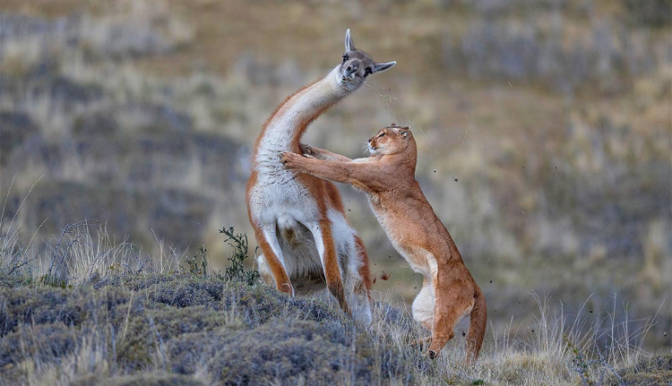 jaeger-des-lichts-2024-01