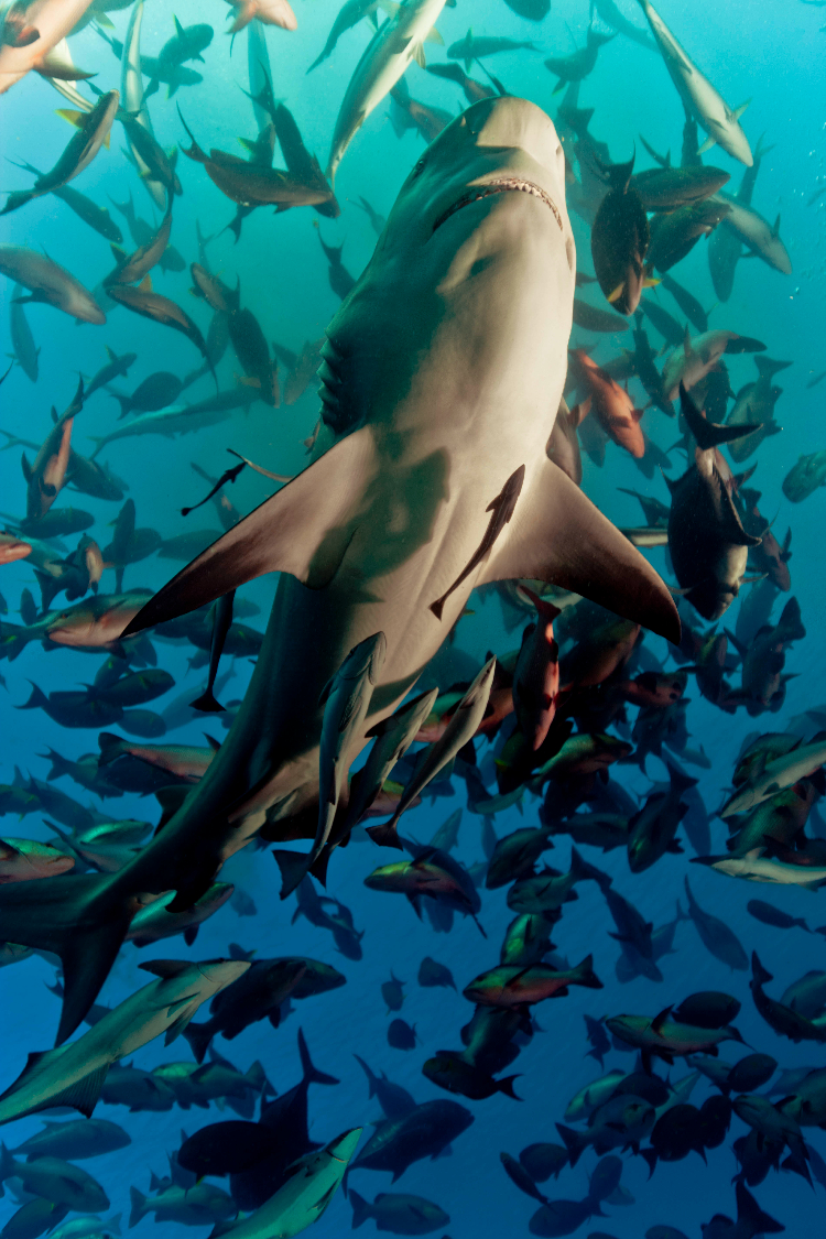 HZ24_AUS_Michael_Muller_Haie_Presse02