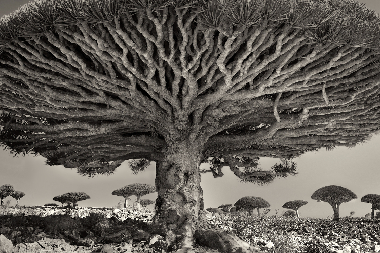 ©Beth_Moon_Heart_of_the_Dragon