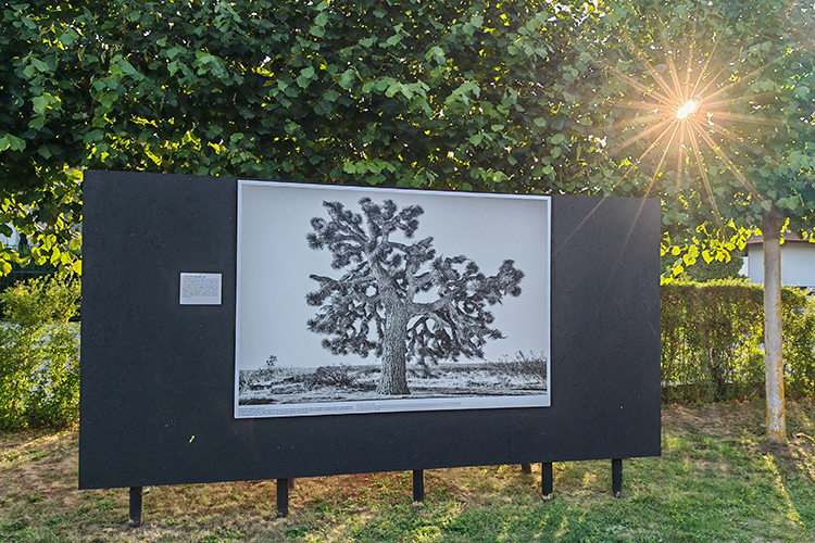 Beth Moon die unsterblichen Baeume IMG_20240824_182221 wp