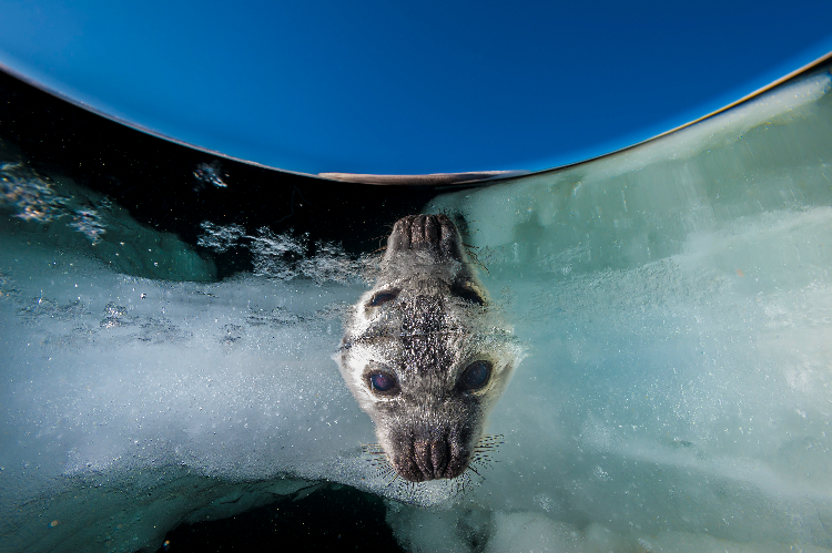 Baden 1_Harp_Seal_Pup_Gulf_of_St._Lawrence_Canada