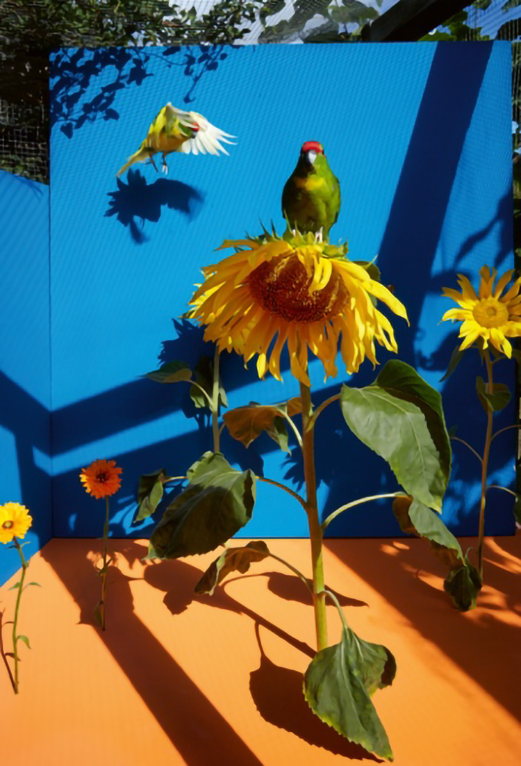 4_Ornithology_ © Kristin Schnell A91bjp1nx_rnp6fk_d0g wp