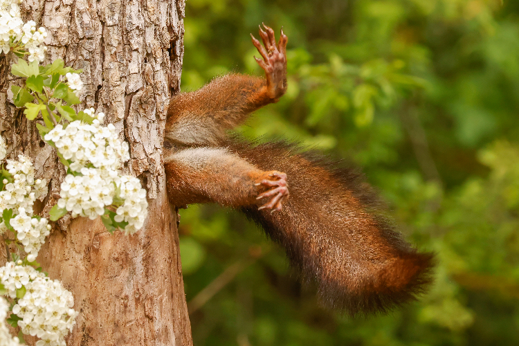 1. OVERALL WINNER AND MAMMAL AWARD WINNER_Milko Marchetti_Stuck Squirrel