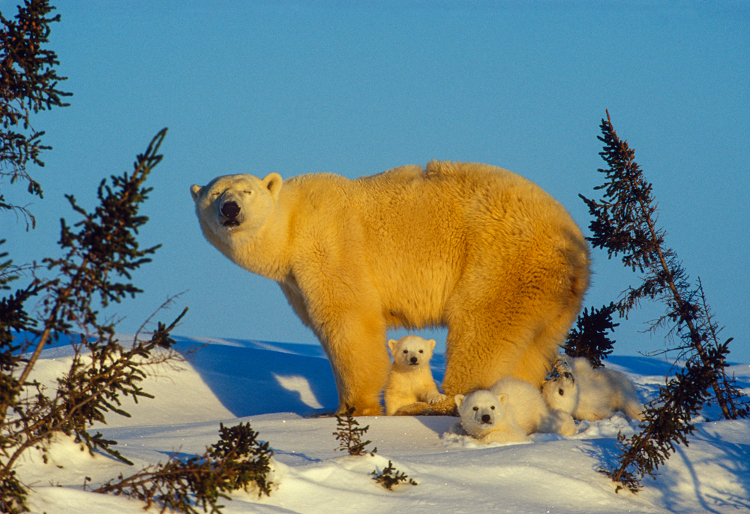 ROSING_NORBERT_001-8