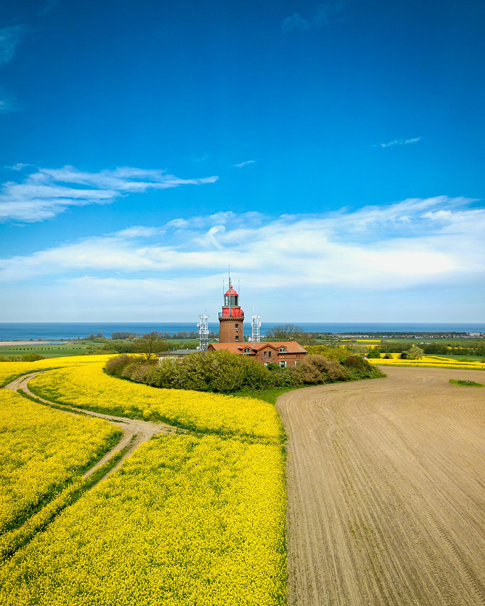 Rapsblüte in Deutschland: Schlüsselkultur der heimischen Landwirtschaft