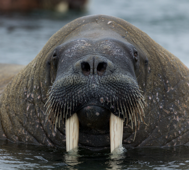 norbert_rosing-53 (1)