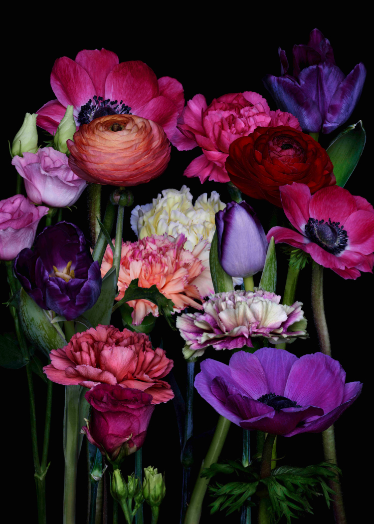 Kopie von Frank Stoeckel thityoneandahalf.Flower