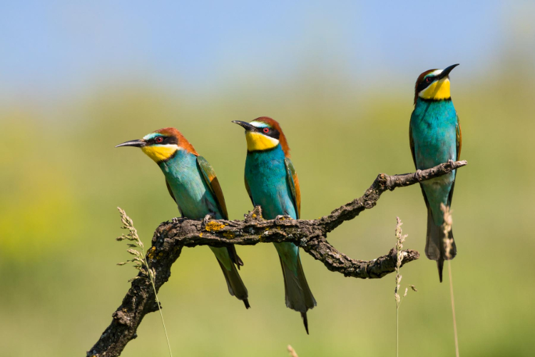 Bienenfresser Bienenfresser