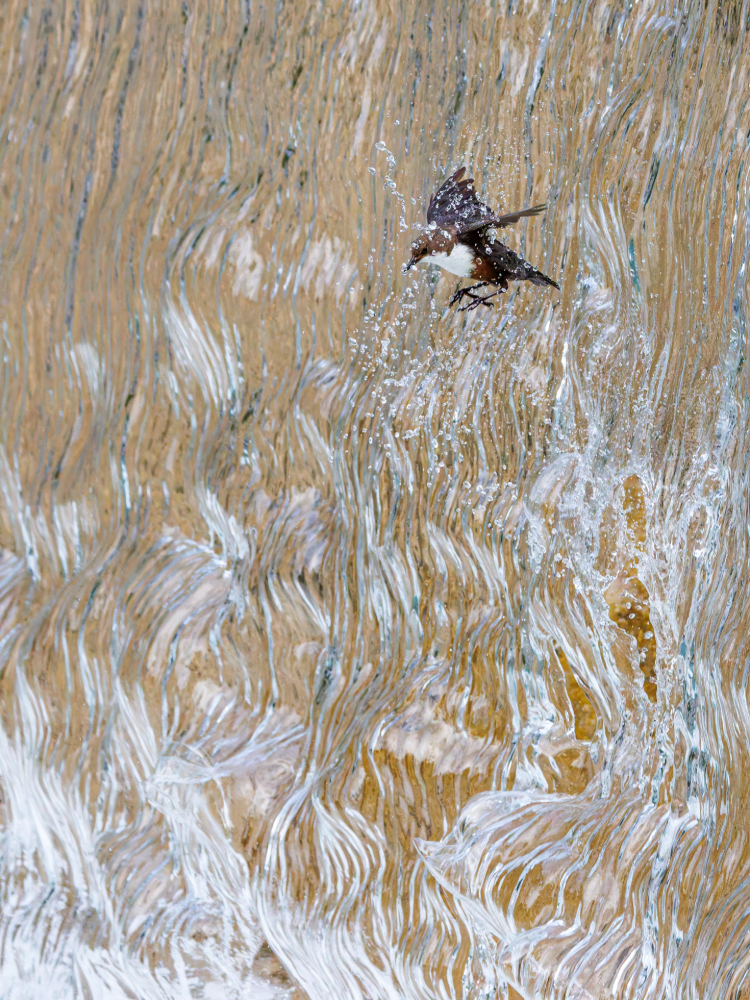 Wasseramsel fotografiert von Konrad Wothe