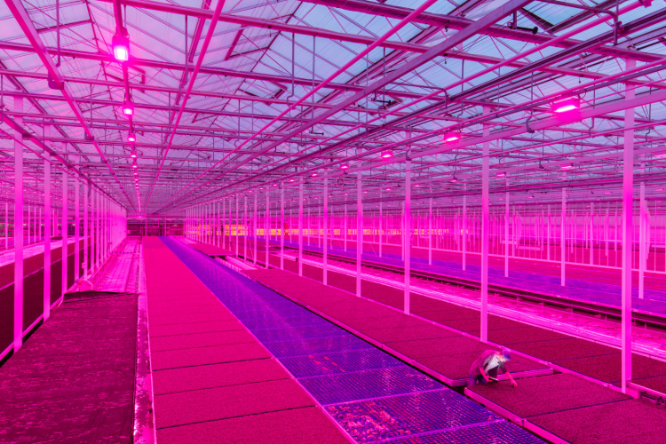 Die Niederlande sind eines der Pionierländer der Hydrokultur. Auf diesem Bauernhof wird Gemüse für den europäischen und den nahöstlichen Markt angebaut. Foto Georg Steinmetz Die Niederlande sind eines der Pionierländer der Hydrokultur. Auf diesem Bauernhof wird Gemüse für den europäischen und den nahöstlichen Markt angebaut. Foto Georg Steinmetz