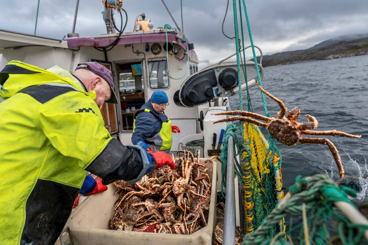 Der Fischer Erling Haugan und sein Decksmann sortieren in dem Varangerfjord die gefangenen Riesenkrabben. Zu kleine männliche Tiere werden ebenso wieder über Bord geworfen wie alle weiblichen Tiere. Die Invasion der Krabben, die von Russland in den Fjord von Murmansk gesetzt worden, hat den norwegischen Fischern das Überleben gesichert. Der Fischer Erling Haugan und sein Decksmann sortieren in dem Varangerfjord die gefangenen Riesenkrabben. Zu kleine männliche Tiere werden ebenso wieder über Bord geworfen wie alle weiblichen Tiere. Die Invasion der Krabben, die von Russland in den Fjord von Murmansk gesetzt worden, hat den norwegischen Fischern das Überleben gesichert.