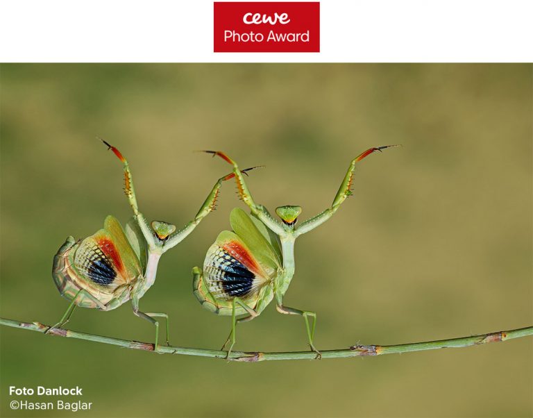 Foto Danlock copyright Hasan Baglar