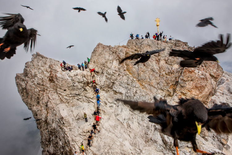 Alpendohlen am ZugspitzgipfelFoto: Hans Jürgen Burkard
