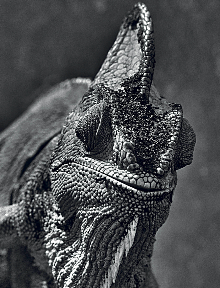 Jemenchamäleon Jemenchamäleon