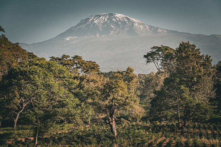 Safari trifft Kaffee: Die Schönheit der Tierwelt Tansanias erleben und besten Kaffee kennenlernen