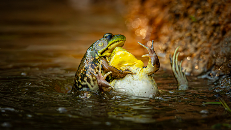 © Grayson Bell / Nikon Comedy Wildlife Awards