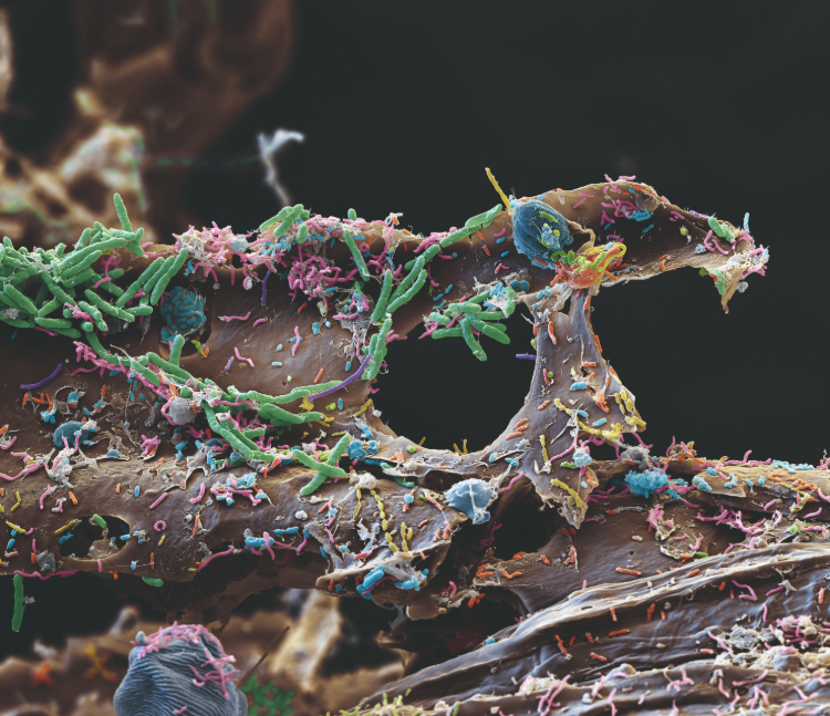 Bakterien auf Holz © eye-of-science.