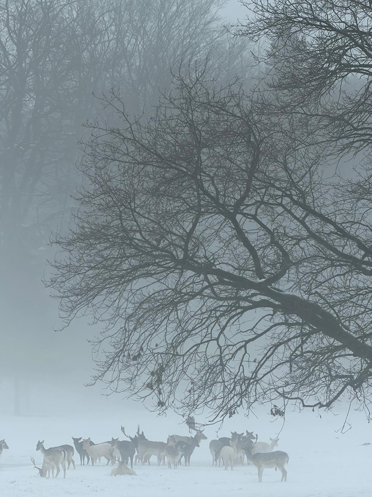 Norbert Rosing Dammwildgehege NiendorfIMG-20260118-WA0001 (002) wp