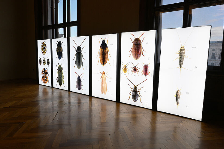 Großformatige Bilder von Udo Schmidt zeigen auf Leuchttafeln die Schönheit der Schädlinge.Foto: NHM Wien, Chloé Potter, Originalfotografien Dr. Udo Schmidt