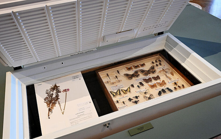 Pflanzen und Insekten in einer Tiefkühltruhe: In der Sonderausstellung werden auch Schutzmaßnahmen gegen Schädlingsbefall gezeigt.Foto: NHM Wien, Chloé Potter