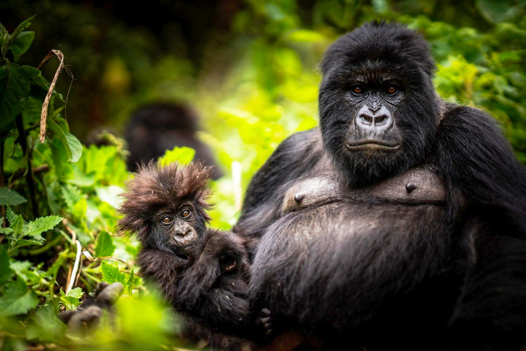 Gorillas nahe des Wilderness Bisate Reserve in Ruanda