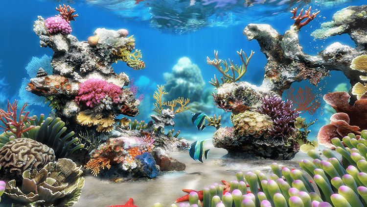 reef1